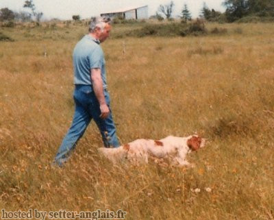 Setter Anglais SUPER DE KERFEUIL Setter Anglais SUPER DE KERFEUIL